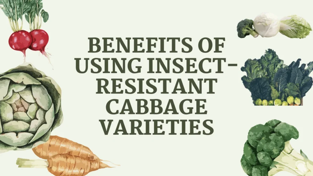 Benefits of Using Insect-Resistant Cabbage Varieties