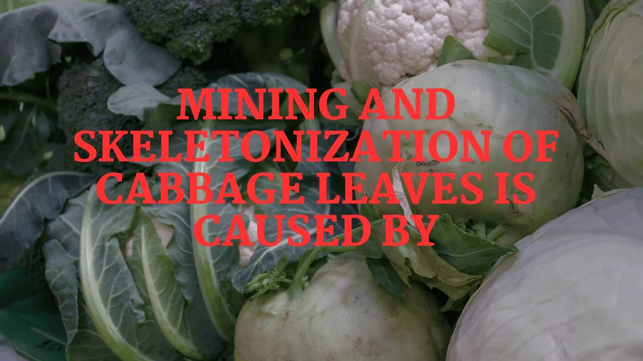 Mining and Skeletonization of Cabbage Leaves is Caused By